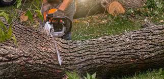Best Commercial Tree Services  in Cloverleaf, TX