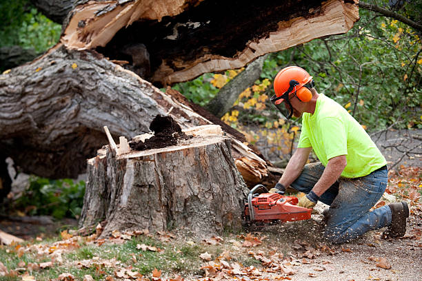 Trusted Cloverleaf, TX Tree Services Experts