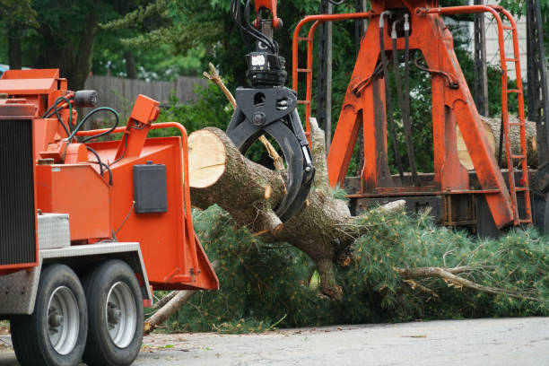 Best Lawn Grading and Leveling  in Cloverleaf, TX
