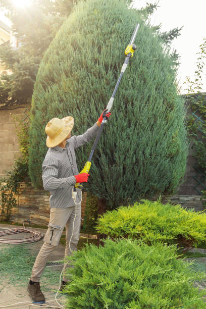 Best Tree Risk Assessment  in Cloverleaf, TX